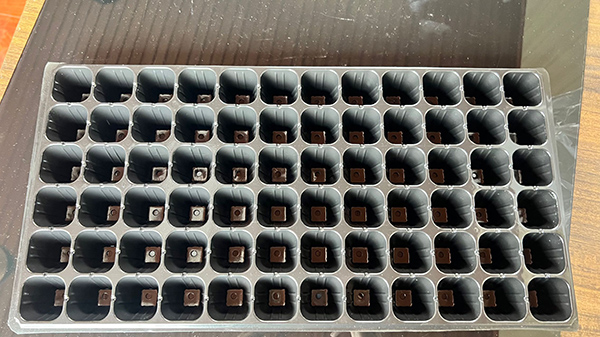 济宁污污丝瓜视频片材价格